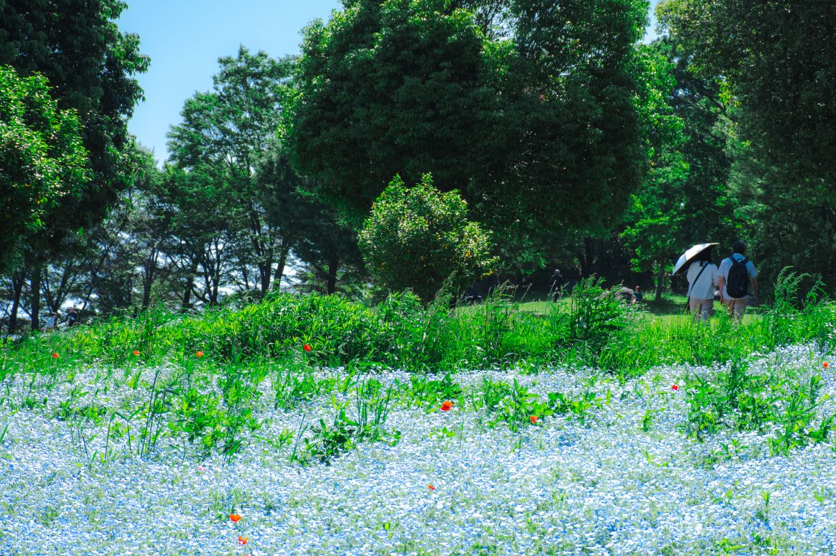 昭和記念公園　モネフィラ